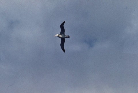 Albatrosz(kicsi2)
