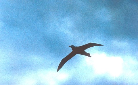 Kisalbatrosz