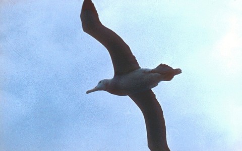 nagy alb