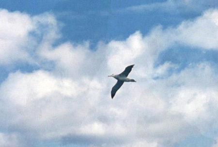 _0093_D079Albatrosz(kicsi)