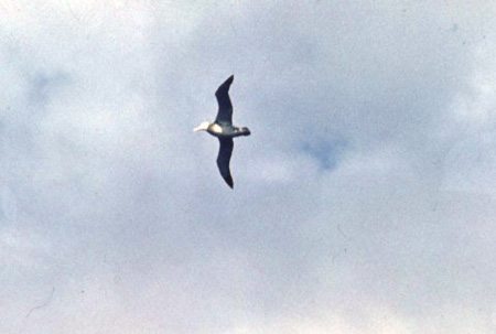 _0094_D080Albatrosz(kicsi2)