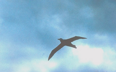 _0095_D081PKisalbatrosz