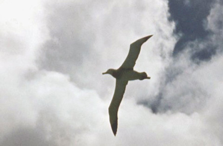 _0096_D082Albatrosz(kozepes2)