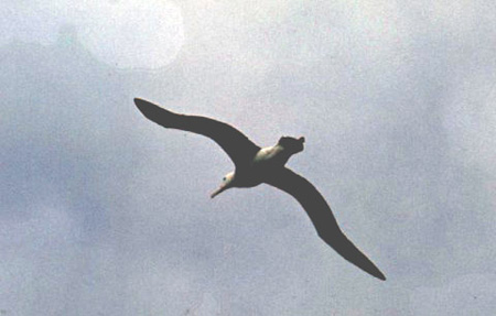 _0097_D083Albatrosz(nagy1)