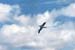 _0093_D079Albatrosz(kicsi)