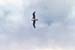 _0094_D080Albatrosz(kicsi2)
