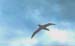 _0095_D081PKisalbatrosz