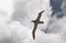 _0096_D082Albatrosz(kozepes2)