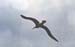 _0097_D083Albatrosz(nagy1)