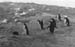 _0402_13_03_F856_Adelepingvinek