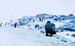 _0408_13_09_D204P_Pingvinekfenykepezese