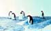 _0409_13_10_D205P_Adelepingvinek