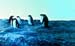 _0410_13_11_D206P_Adelepingvinek