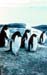 _0411_13_12_D207P_Adelepingvinek