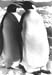 _0435_19_04_F890_Csaszarpingvinpar