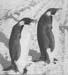 _0437_19_06_F892_Csaszarpingvinek