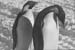 _0438_19_07_F893_Pingvinparos