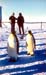 _0440_19_09_D213P_Csaszarpingvinpar