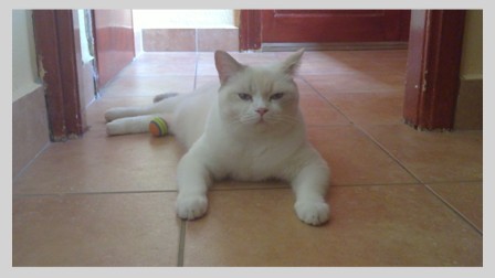 Dottie