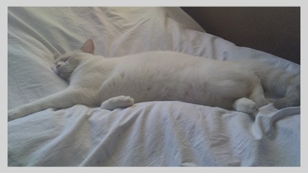 Dottie
