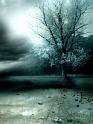 Lonely_Tree