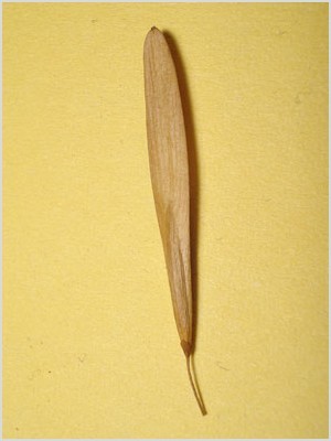 Leírás: http://novenyhatarozo.info/pictures/fraxinus_pennsylvanica/amerikai_koris.jpg