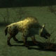 Hyena