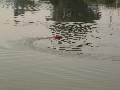 Picture 30