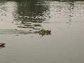 Picture 34