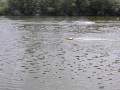 Picture 43