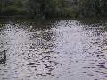 Picture 60