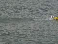 Picture 45