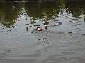 Picture 31