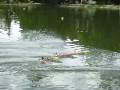 Picture 252