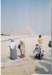 giza1_small.jpg