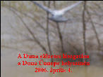 A Duna elzetes ltogatsa a Duna nnepe helysznn 2006. prilis 4.