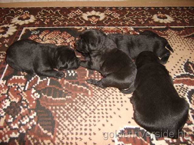 S6002903k.jpg - Labrador retriever kiskutyk kt hetesen.