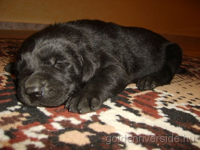 S6002907k.jpg - Labrador retriever kiskutyk kt hetesen.