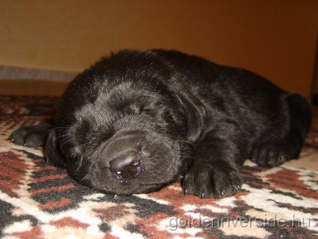 S6002912k.jpg - Labrador retriever kiskutyk hrom hetesen.