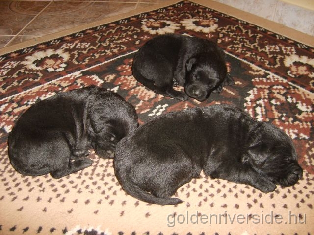 S6002913k.jpg - Labrador retriever kiskutyk kt hetesen.