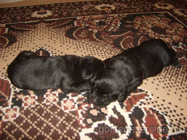 S6002914k.jpg - Labrador retriever kiskutyk kt hetesen.
