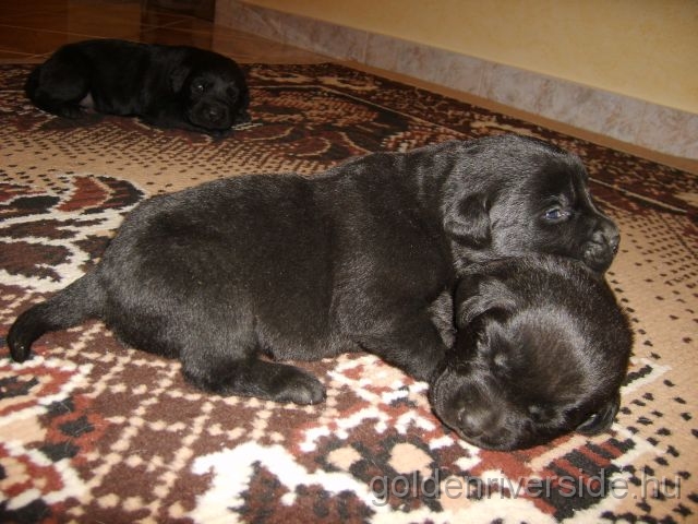 S6002917k.jpg - Labrador retriever kiskutyk kt hetesen.