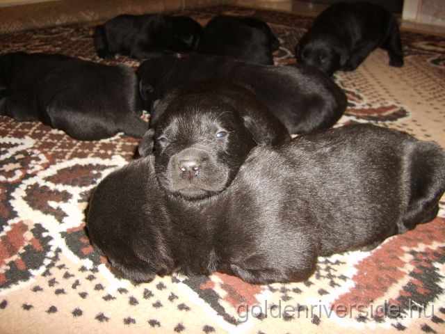 S6002918k.jpg - Labrador retriever kiskutyk hrom hetesen.