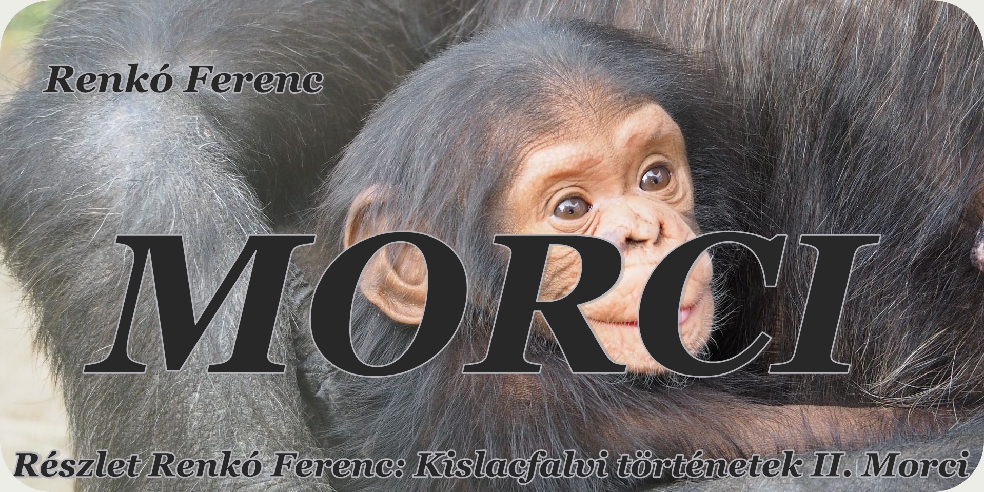 Morci