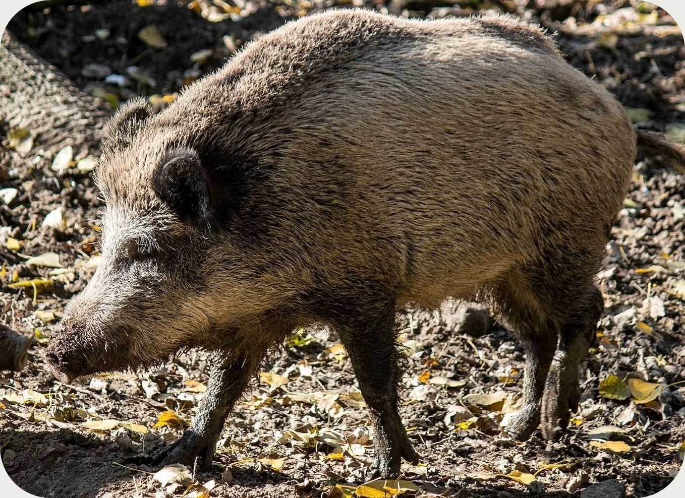 Döfi, a VAD IB tagja