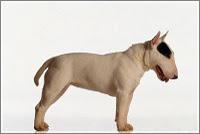 Bullterrier