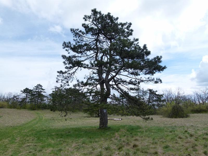 L1390413.JPG