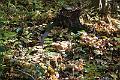 IMG_6715_resize