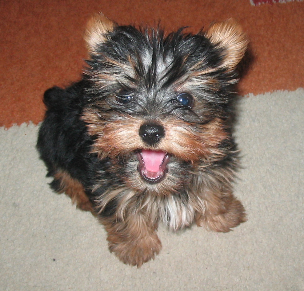 Yorki