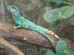 nagyobb kp